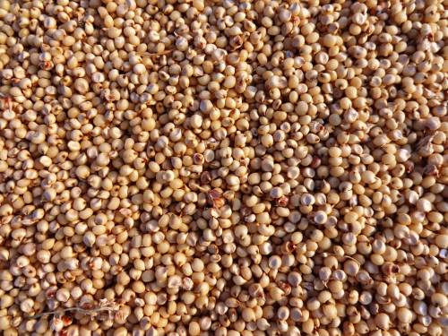 Sorgo, il cereale gluten free dall’effetto antiossidante