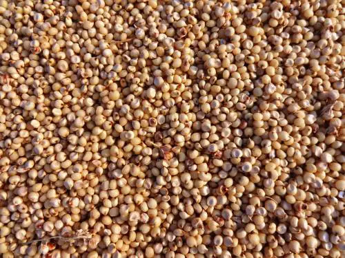 Sorgo, il cereale gluten free dall’effetto antiossidante