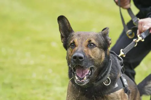 Se il cane abbaia scatta la multa: quanto si paga