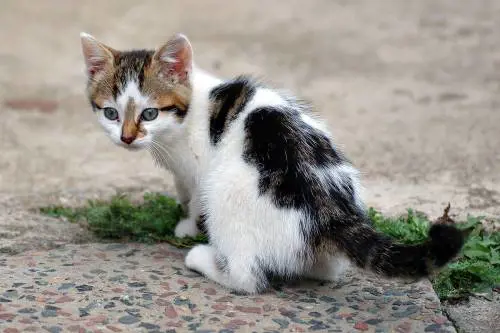 "Né maschio né femmina". Primo gatto al mondo con l'agenesia