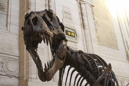Scoperta choc: cadavere nel dinosauro di cartone