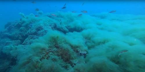 Schiuma bianca invade il Mar di Marmara: il muco colpisce coralli e pesci