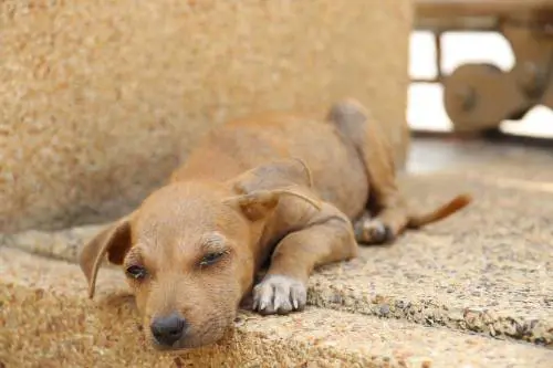 Dà fuoco al cane "per gioco". Ma il 12enne non è perseguibile