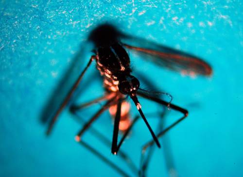 Perché è impossibile eliminare la zanzara coreana
