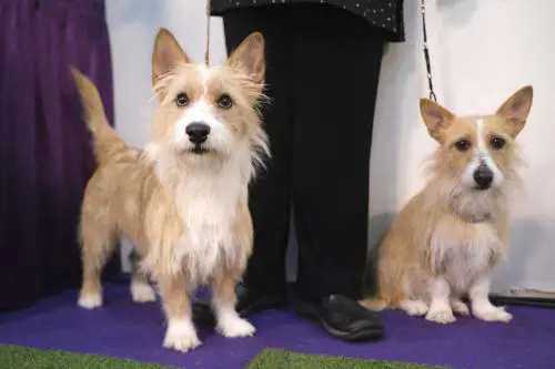 Il cane non è solo amico dell'uomo ma può riabilitarlo