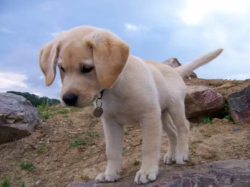 Uccide a calci un cucciolo. Romeno rischia il linciaggio