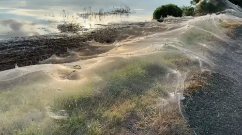 I ragni e le ragnatele giganti: cos'è il fenomeno del "ballooning"