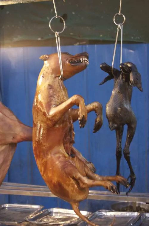 Choc in Cina, parte il "festival di sangue": cosa accade ai cani