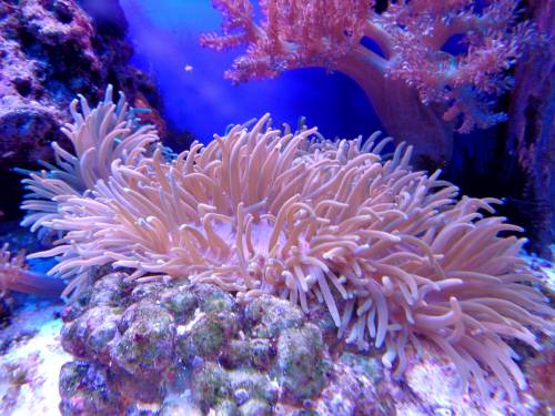È guerra del corallo tra Australia e Unesco. "Patrimonio a rischio". "No, scelta politica"