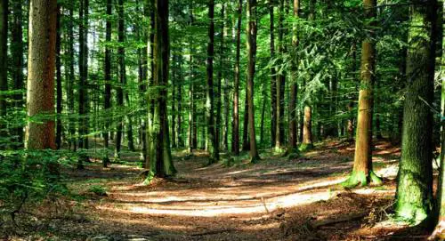 FederlegnoArredo e Forest Sharing insieme per valorizzare il legno italiano