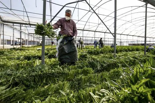 "Aiuti ai giovani e tutele sui costi: così aiutiamo l'agricoltura"