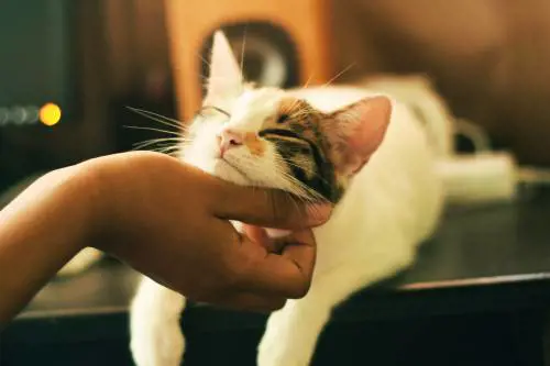 Ecco perché i gatti amano nascondersi nelle scatole