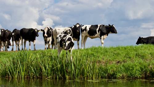 Via libera ai finanziamenti per le mucche anti-metano