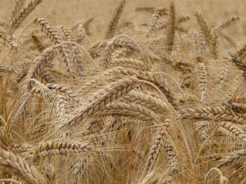 Scoppia la "guerra del grano": quanto ci costeranno pane e pasta