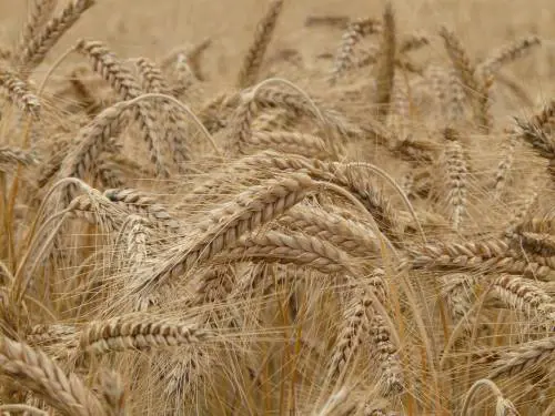 Speculazione e prezzi alle stelle, il grido degli agricoltori: "L'Ue faccia di più"