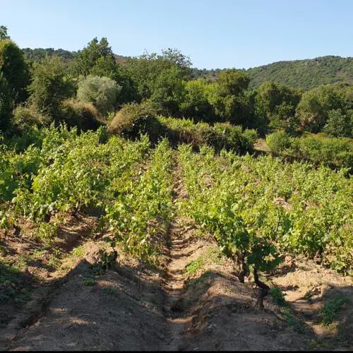 Vado in vigna e torno: la storia di Neoneli, città del vino e di un nuovo umanesimo