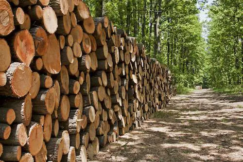 Federlegno: "La Russia blocca l'export di tronchi, la Ue tuteli le aziende"