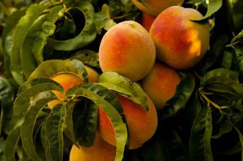 Pesche, il frutto energizzante e rinfrescante dell’estate