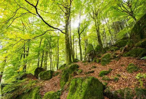 Assolegno: "Gestione dei boschi, bene gli accordi di foresta"