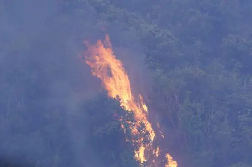 La Sardegna va a fuoco. E gli animali muoiono con lei