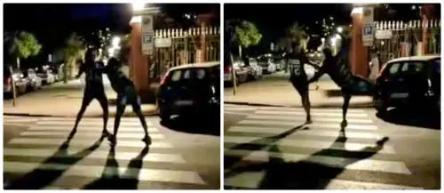 Il far west dei migranti a Ventimiglia: la rissa, poi i sassi contro auto e passanti