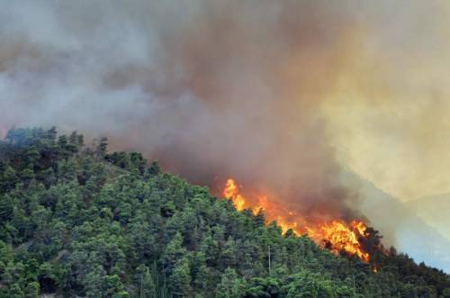 Assolegno: "Gestire i boschi per prevenire gli incendi"