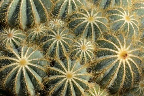 "Amo la sofferenza dei cactus. È la loro bellezza profonda"
