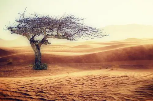 Climate Finance: cosa può fare la finanza sostenibile per il clima