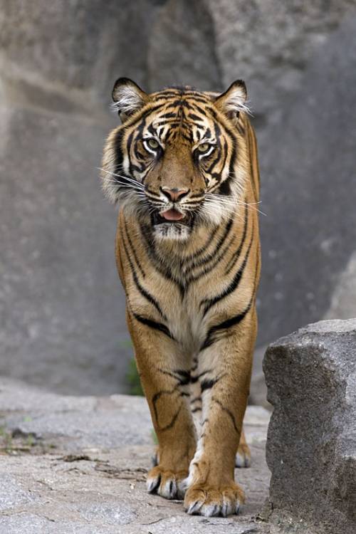 Muore sbranata dalla tigre: l'orrore su una 21enne