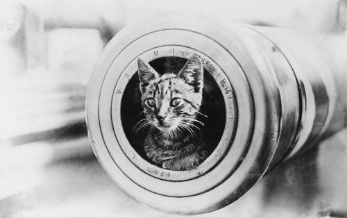Il mito dei "gatti da guerra" della Marina di Sua maestà