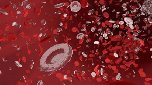 Lupus, come le alterazioni dei globuli rossi contribuiscono alla sua comparsa
