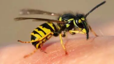 Quarantenne muore dopo una puntura d'insetto