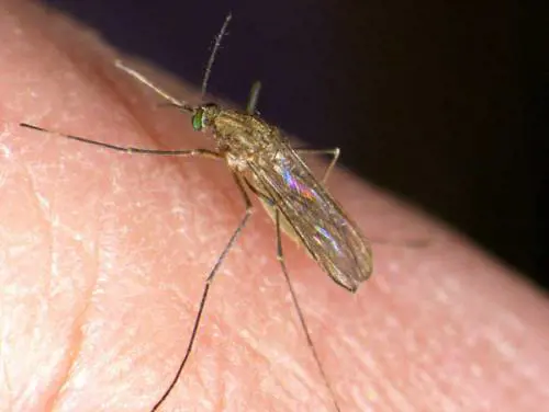 Prima vittima in Spagna della febbre del Nilo occidentale