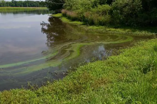 "Uccisi dall'alga tossica". Il giallo dopo il bagno nel fiume