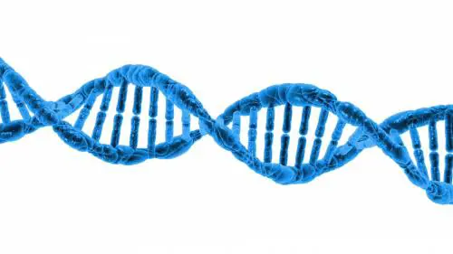 Meno malati tra i giovani: il segreto in una proteina
