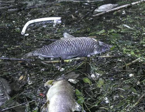 Centinaia di pesci morti sulle sponde del Tevere