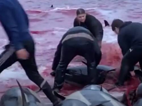 Oltre 1400 delfini uccisi alle Faroe: cosa c'è dietro la mattanza