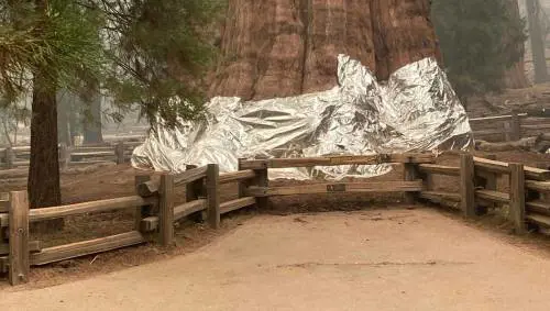A fuoco le sequoie millenarie. I teli per salvare i giganti Usa