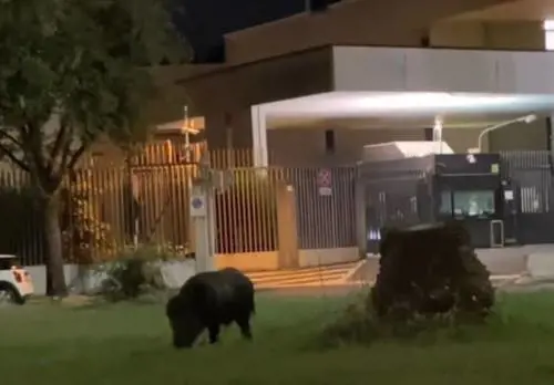 I cinghiali romani aggrediscono e rubano anche la spesa