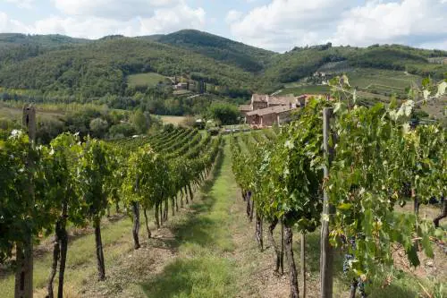 Tutti i segreti del Chianti: viaggio tra vino e cultura