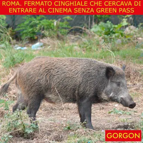 Ecco la satira del giorno. Cinghiale fermato a Roma