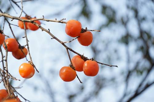 Autunno, il benessere passa per i cachi