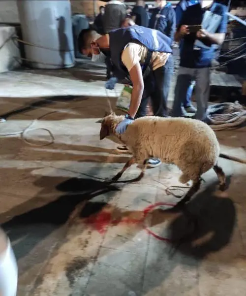 A Lampedusa sbarca pure... una pecora