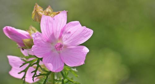 Malva, proprietà e benefici di questa pianta dalle mille virtù