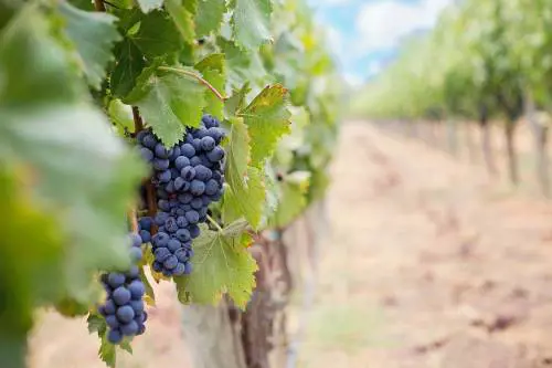 Viti a piede franco: ecco come si coltiva l'uva in Sardegna