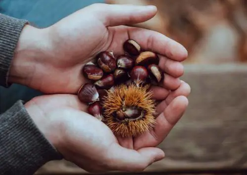 Perché in autunno bisogna puntare tutto sulle castagne