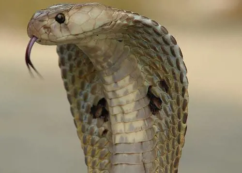 Un cobra nel letto: così l'indiano ha ammazzato la moglie