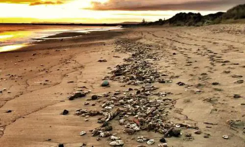 Il mistero dei granchi morti​: che cosa è successo