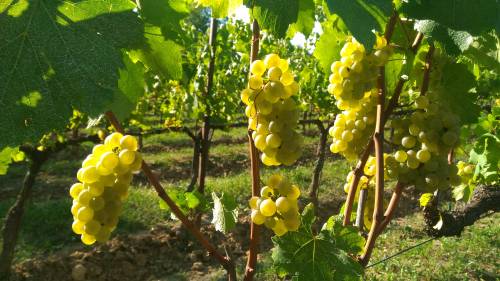 Franciacorta, il paradiso del vino lombardo