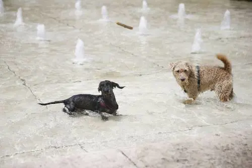 Mariti attenti, ora lo dice anche una ricerca: le donne dormono meglio con un cane nel letto